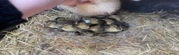 Ducks poultry for sale: Call ducks  - Advert 1