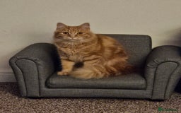 Mixed Breed cats for sale: Two male cats - Image 2