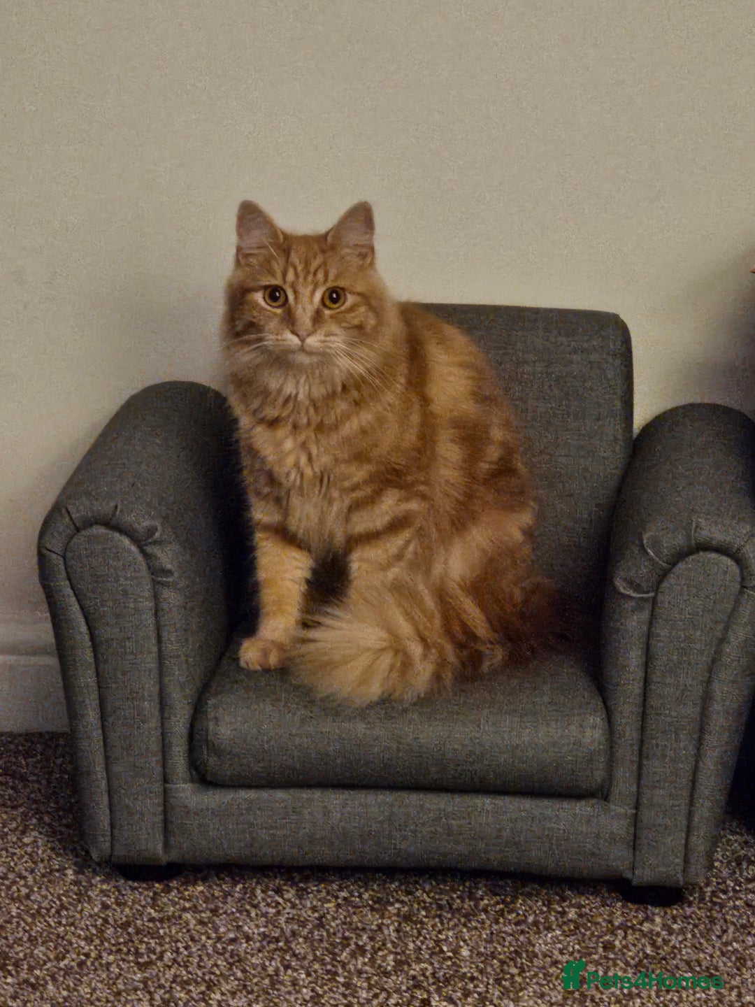 Mixed Breed cats for sale: Two male cats - Image 2