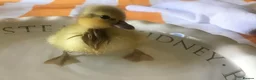 Ducks poultry for sale: 5 mixed colour call ducklings, born 12 & 13 May in Marlborough - Advert 2