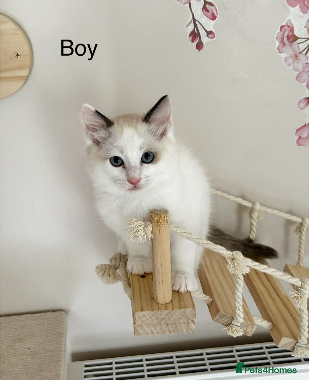 Ragdoll cats for sale: Beautiful Ragdoll kittens from Champion lines - Image 7