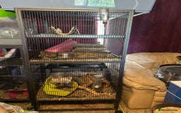 Chinchilla rodents for sale: Chinchillas  - Image 1
