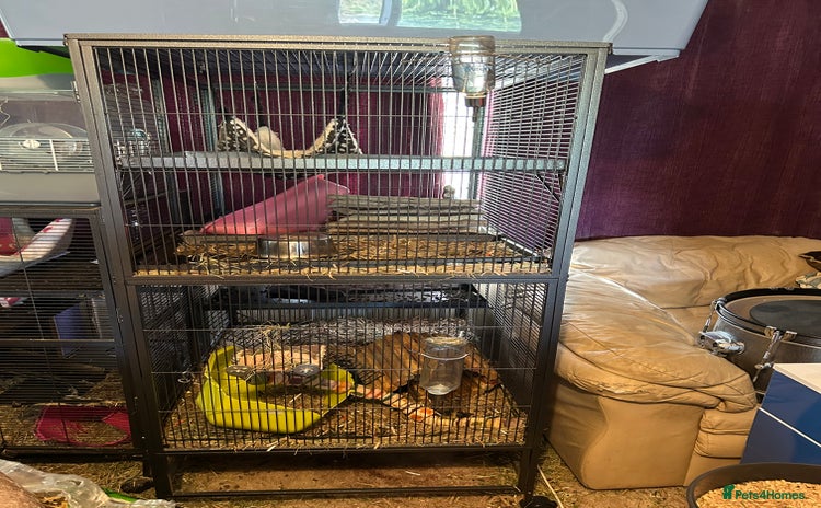 Chinchilla rodents - Advert 2