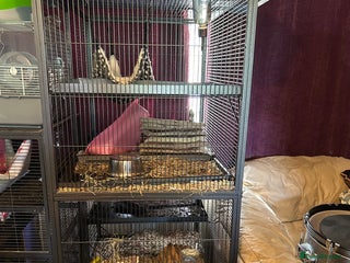 Chinchilla rodents - Advert 17