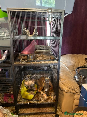 Chinchilla rodents - Advert 6