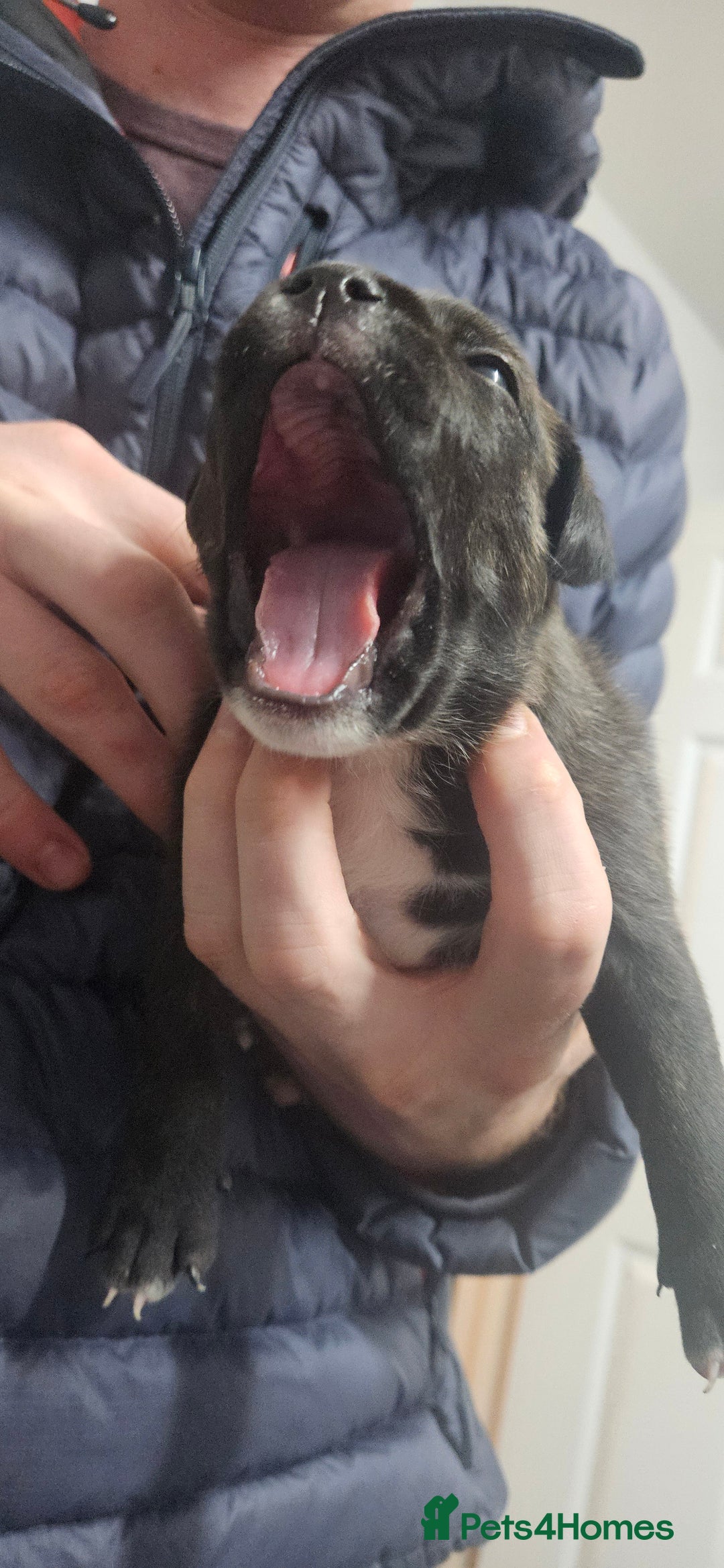 Mixed Breed dogs for sale: Mix Staffy puppies  - Image 24