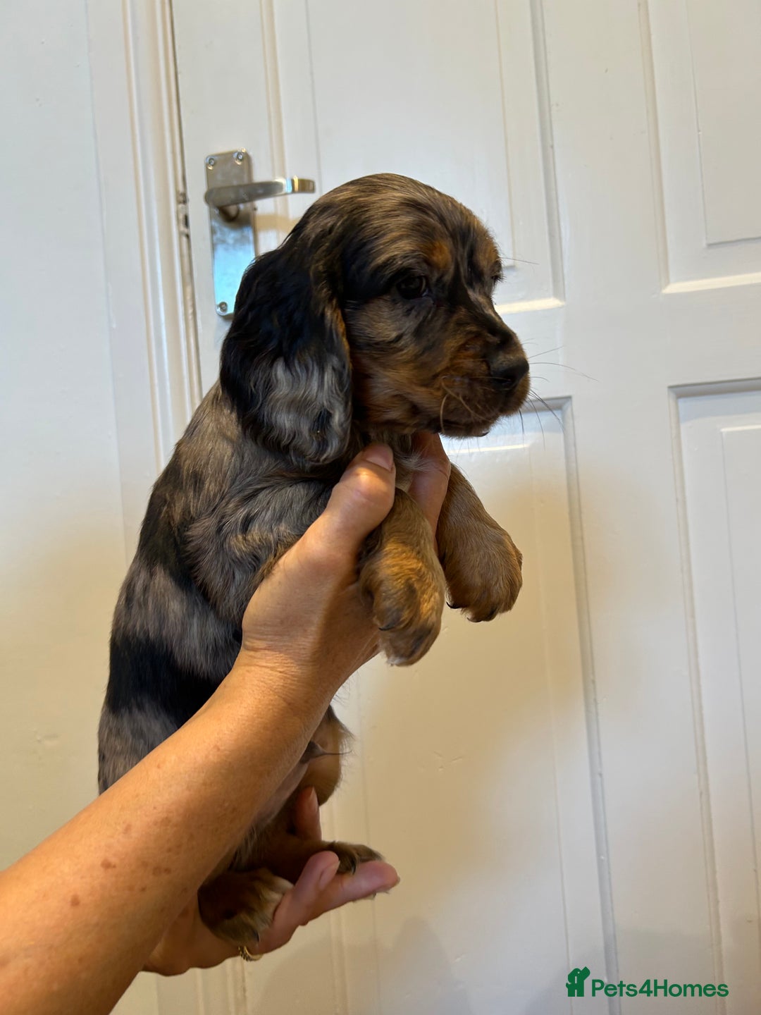 Cocker Spaniel dogs for sale: Super rare and unique show type dna tested Kc reg  - Image 13