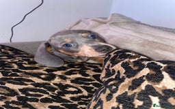 Miniature Dachshund dogs for sale: ❤️5 Mini Dachshunds ready for their new homes❤️ - Image 3