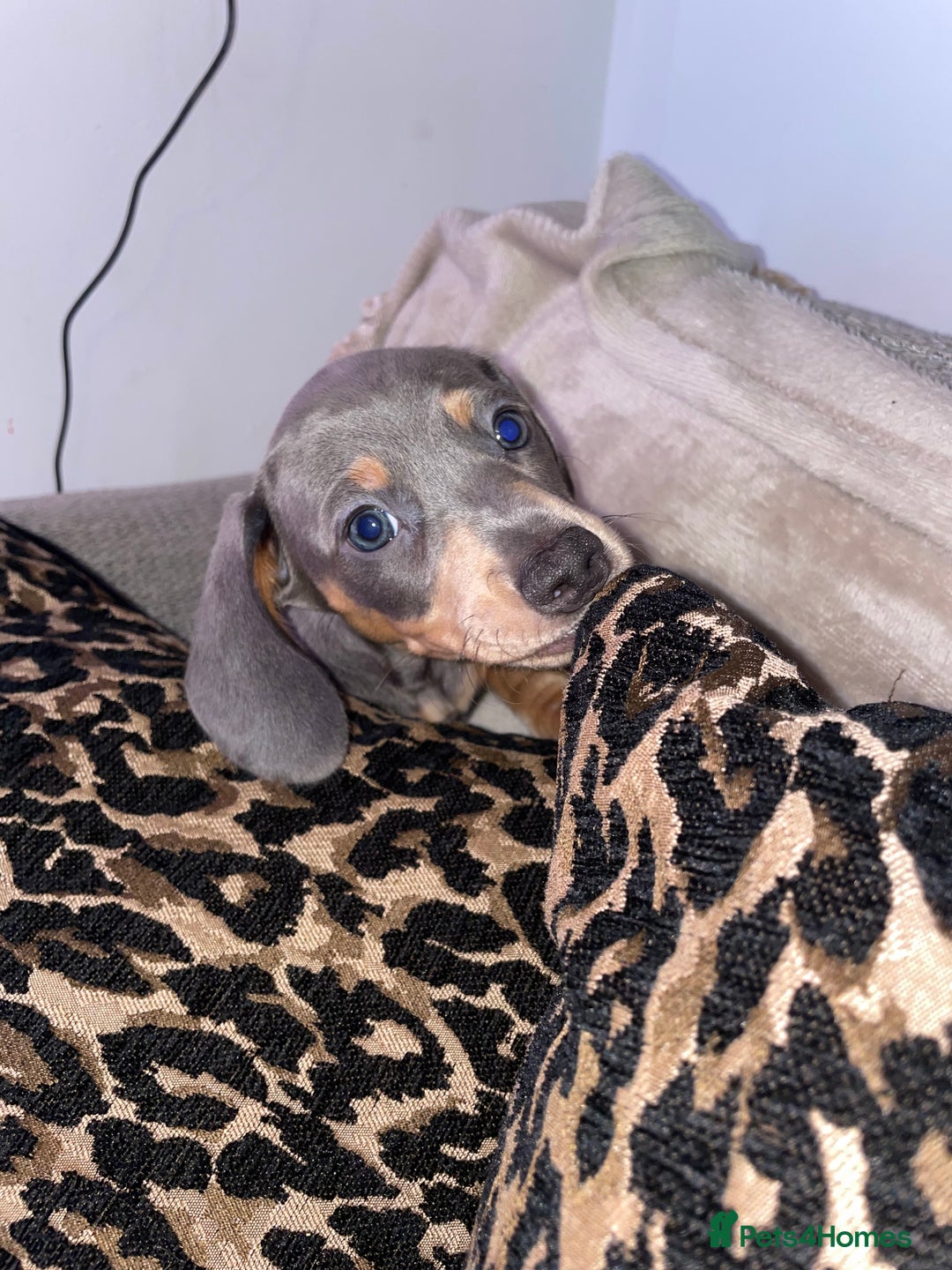 Miniature Dachshund dogs for sale: ❤️5 Mini Dachshunds ready for their new homes❤️ - Image 3