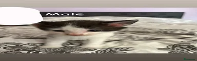 Mixed Breed Kitten 1