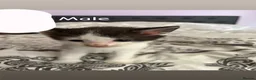Mixed Breed cats for sale: Available Now Mixed Breed Tuxedo Kittens - Advert 7