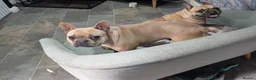 French Bulldog dogs for sale: French bulldog pups x3 Bitches - Advert 4