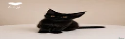 Maine Coon cats for sale: ❤️ Little Gentle Giants 🐾 - Advert 2