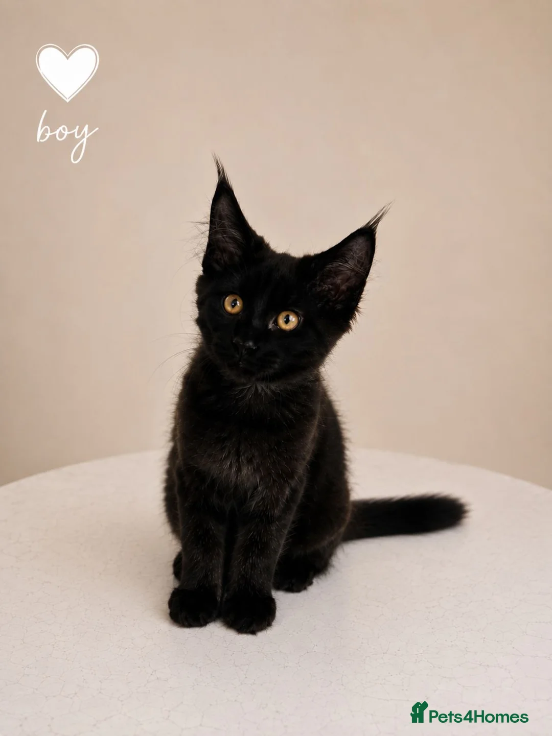 Maine Coon cats for sale: ❤️ Little Gentle Giants 🐾 - Advert 2