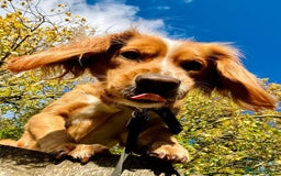 Cocker Spaniel dogs for sale: Beautiful, healthy and loving 2-year-old Cocker.  - Advert 10