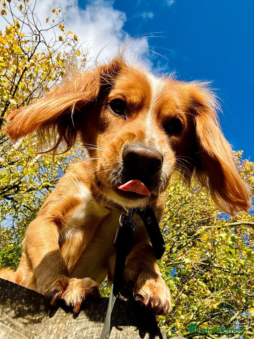 Cocker Spaniel dogs for sale: Beautiful, healthy and loving 2-year-old Cocker.  - Advert 10