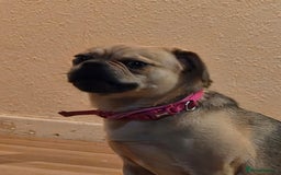 Frug dogs for sale: Lulu  - Image 6