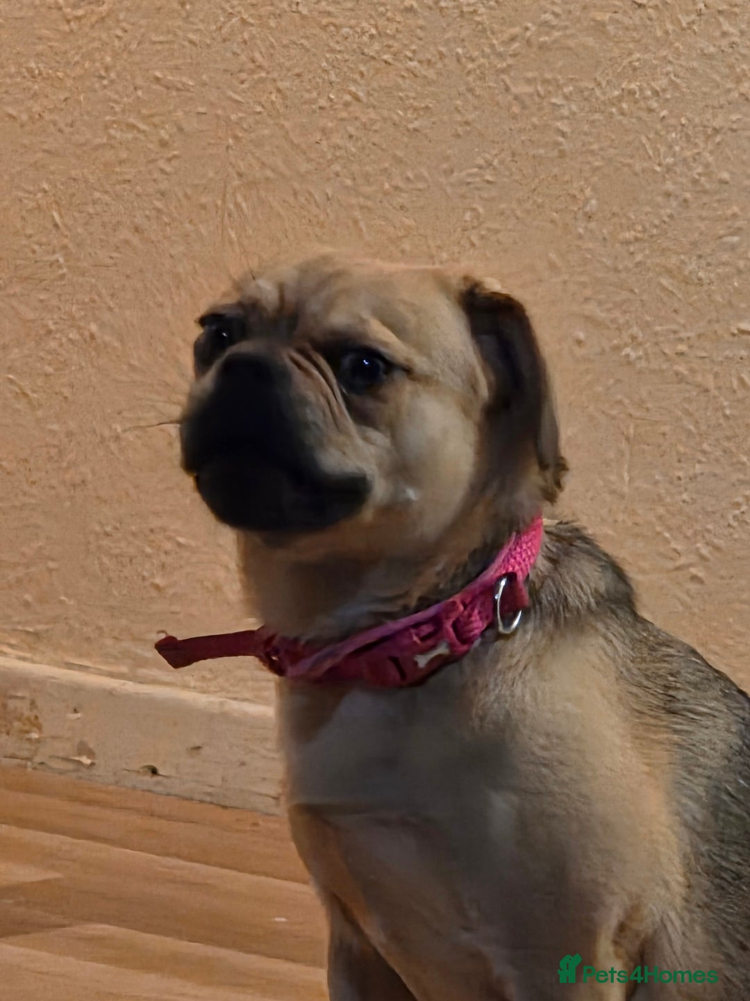 Frug dogs for sale: Lulu  - Image 6