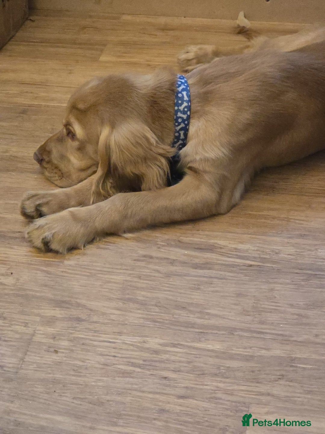 Cocker Spaniel dogs for sale: Cocker spaniel  - Image 5