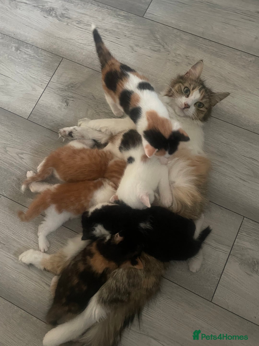 Domestic Shorthair cats for sale: Kittens For Sale – Ready to Join Your Home! - Image 2