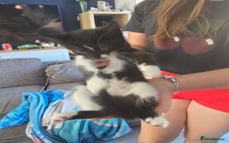 Domestic Shorthair cats for sale: 2 female kittens - Image 4