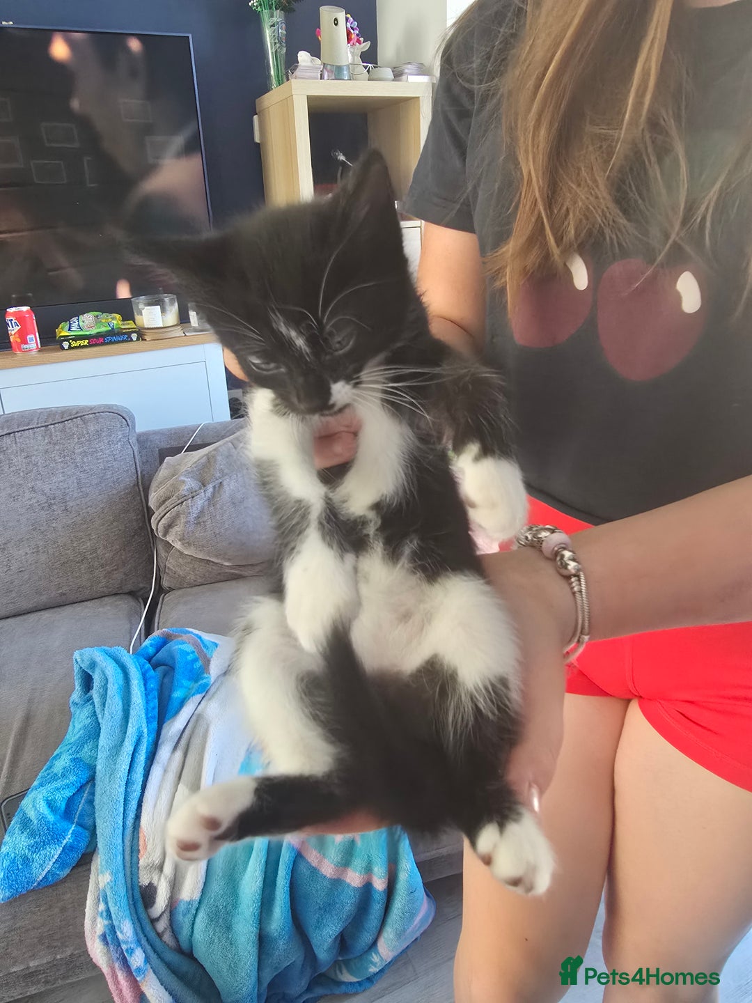Domestic Shorthair cats for sale: 2 female kittens - Image 4