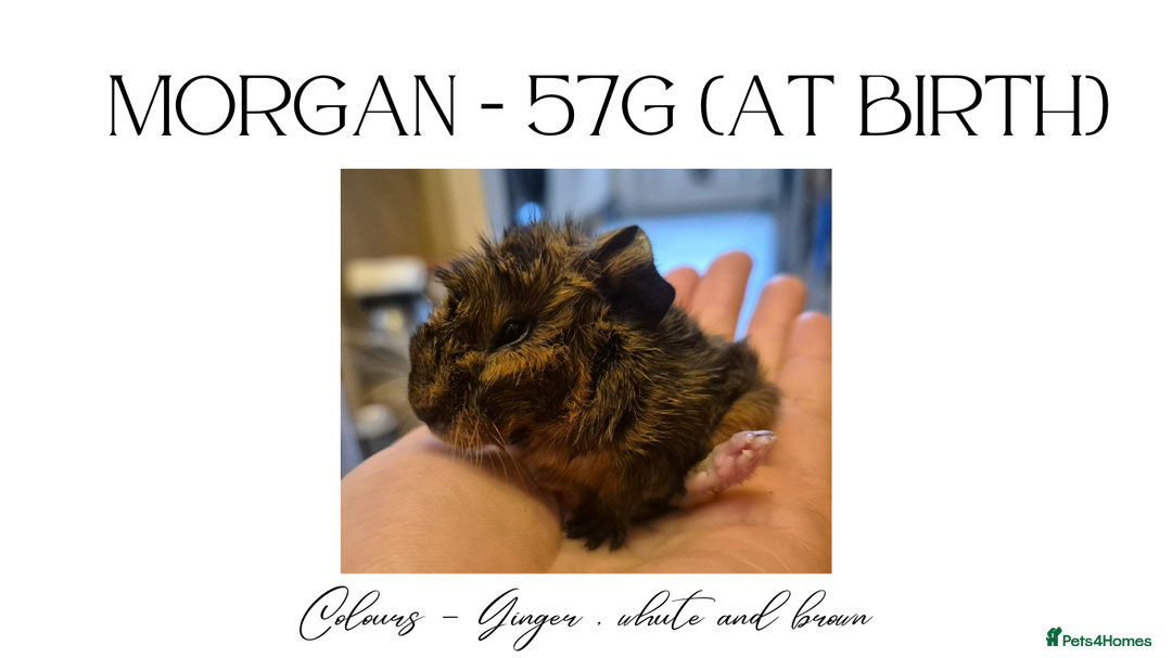 Guinea Pig rodents for sale: Guinea pigs for Sale ! - Advert 3