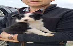 Border Collie dogs for sale: Border Collies  - Image 6
