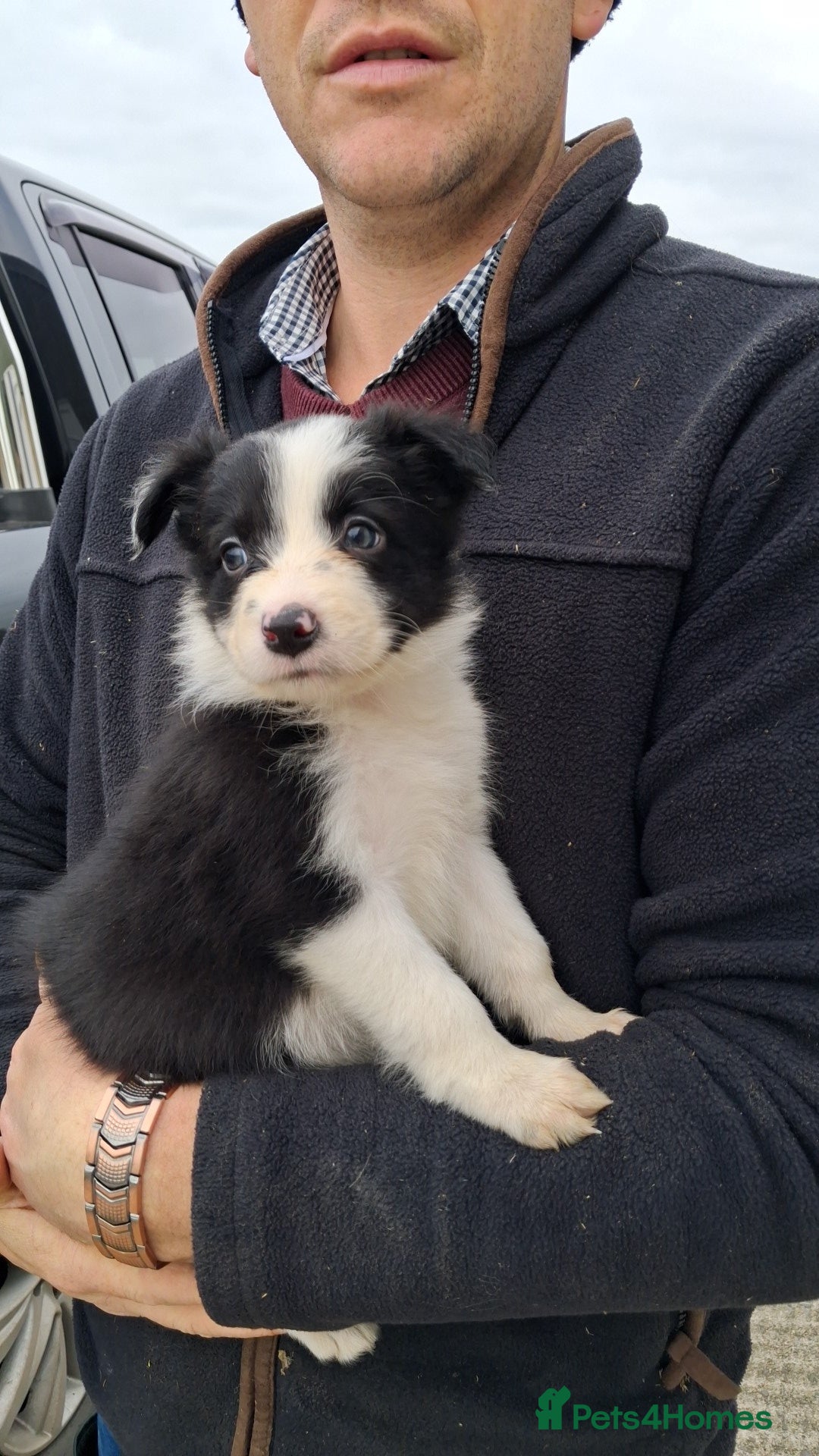 Border Collie dogs for sale: Border Collies  - Image 6