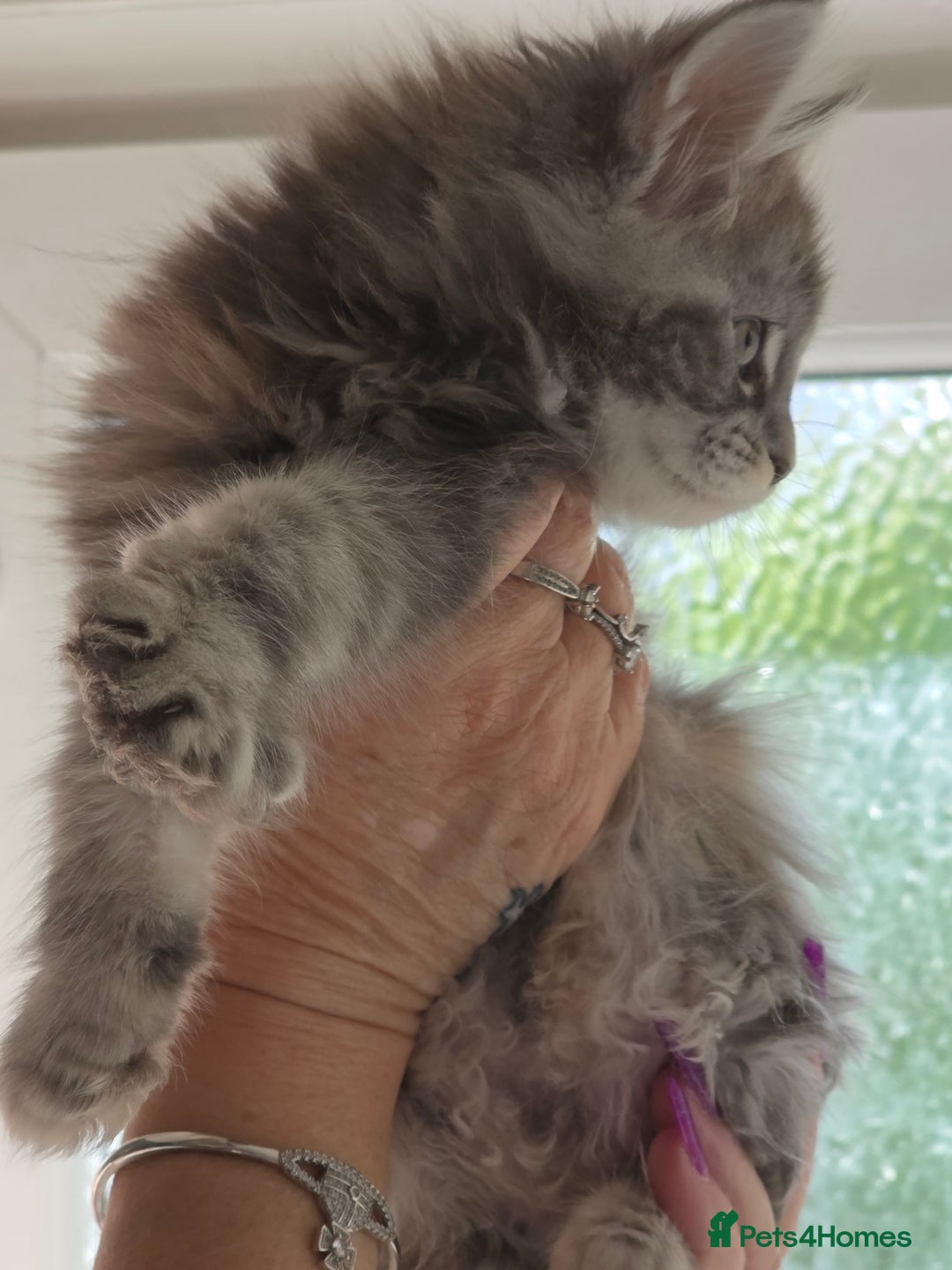 Maine Coon cats for sale: TICA REGISTERED STUNNING MAINE COON KITTENS  in Blackpool - Image 14