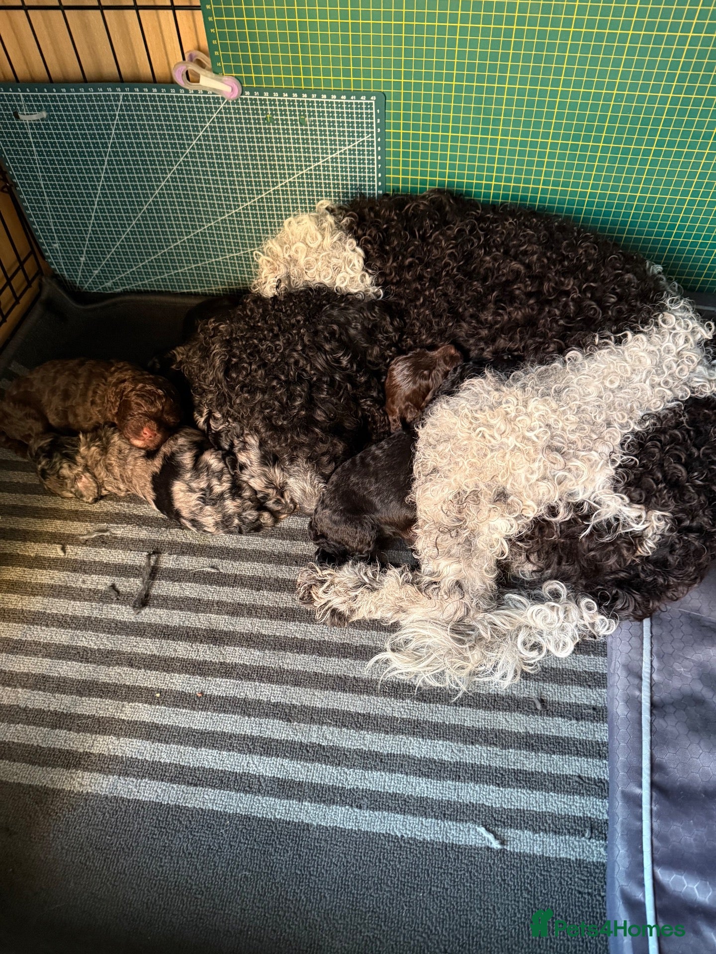 Cockapoo dogs Cockerpoo - Advert 1