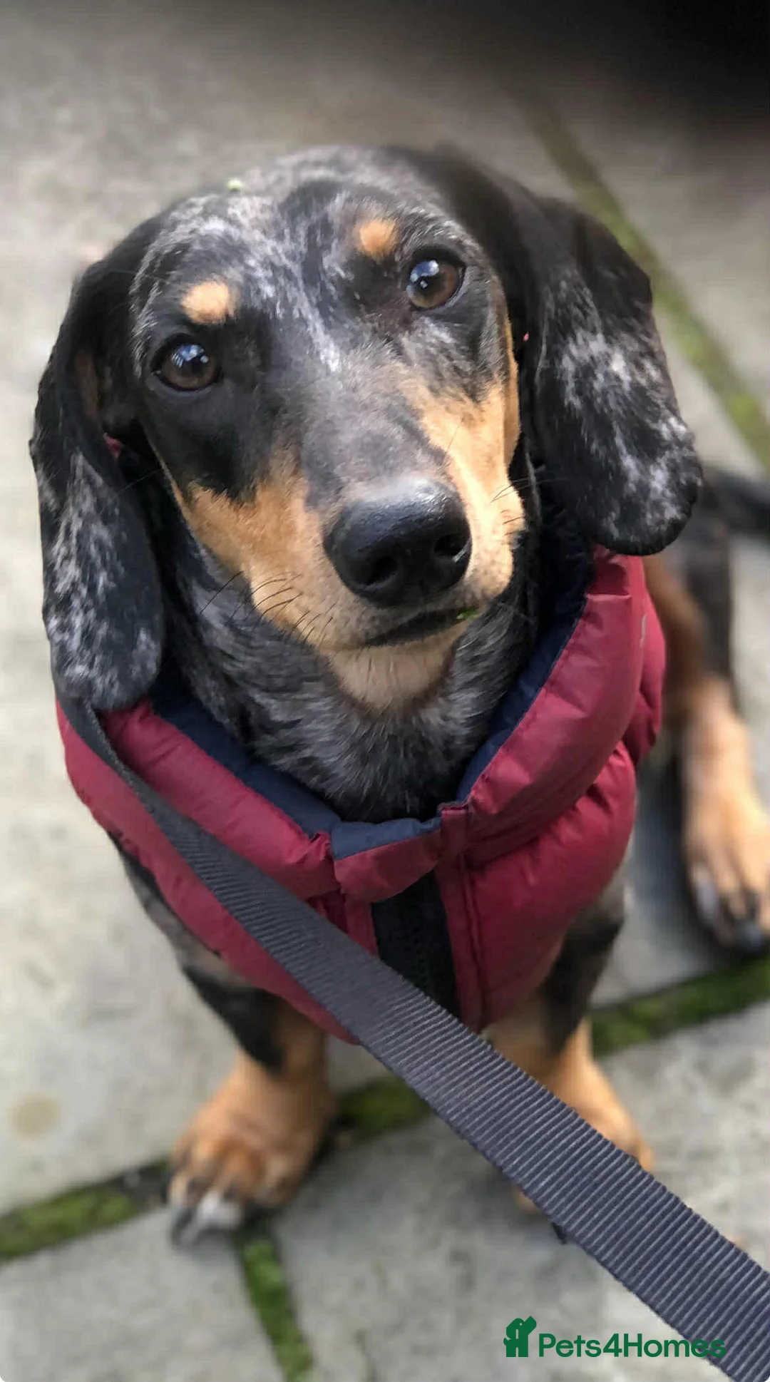 Dachshund dogs for sale: Dachshund puppies - Advert 5