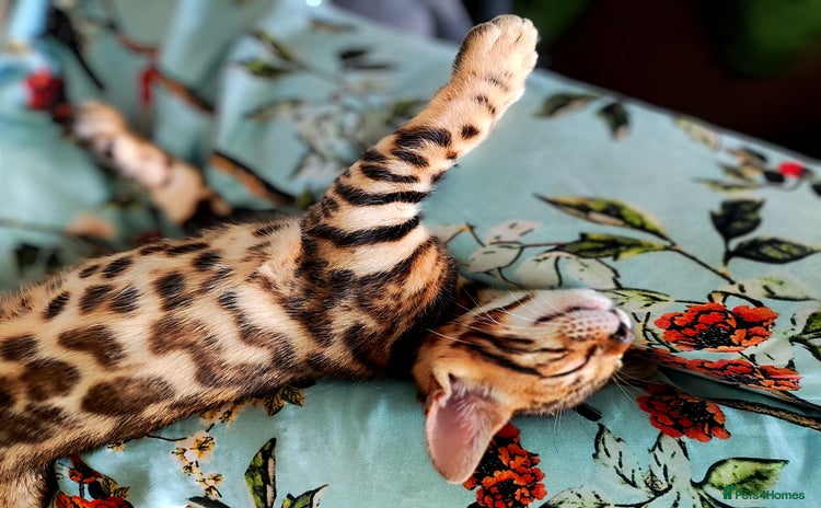 Bengal cats - Advert 8