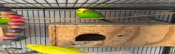 Budgerigars birds for sale: Budgies breeding pair  - Advert 3