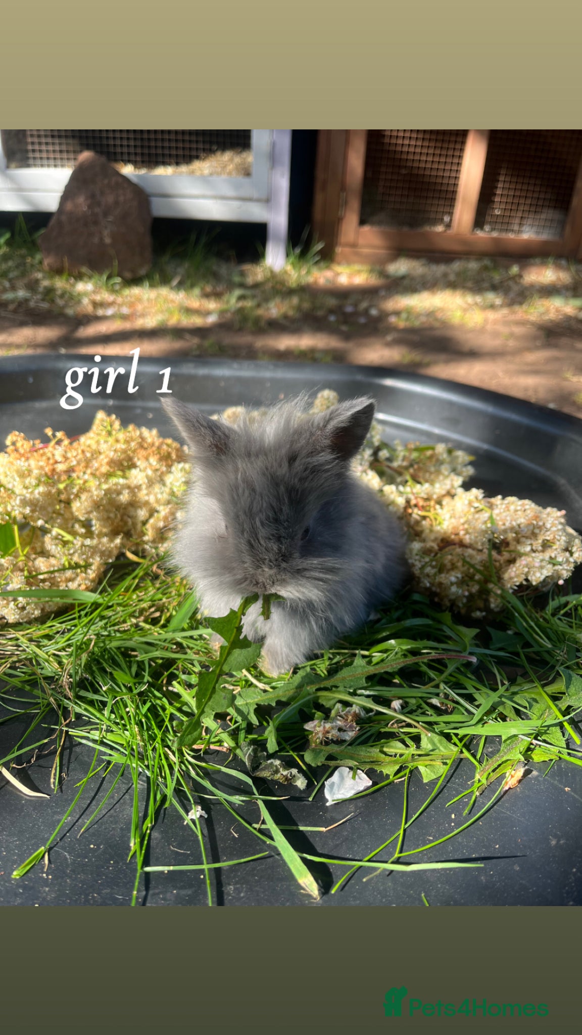 Mini Lion Lop rabbits Lion lops for sale! - Advert 4
