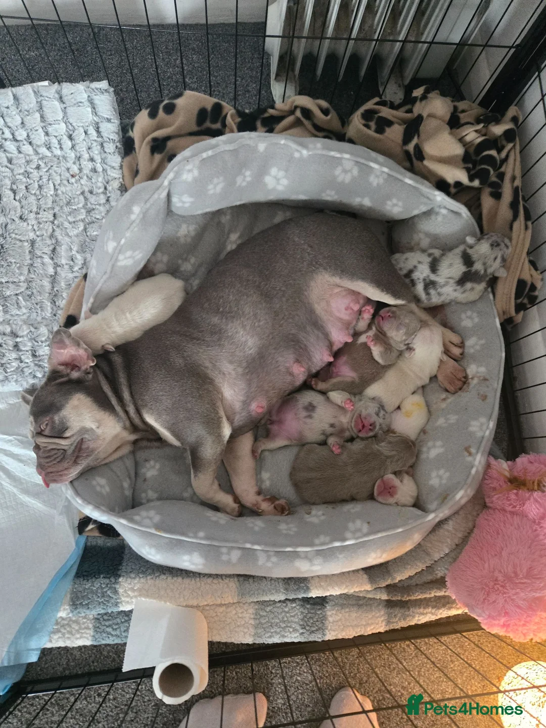 French Bulldog dogs for sale: French bull dog puppies  - Advert 1