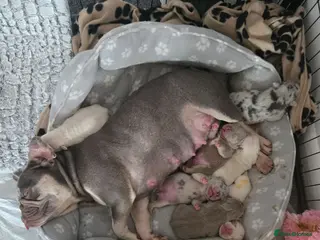 French Bulldog dogs French bull dog puppies (Apollo blood line) - Advert 2