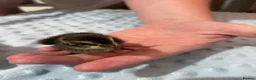Quail poultry for sale: Mixed Coturnix Quail Chicks - Advert 4