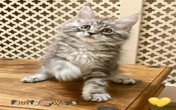 Maine Coon cats for sale: 🐾🦁 *TICA* MAINE COON KITTENS 🧬 DNA CLEAR 🦁🐾 - Image 12