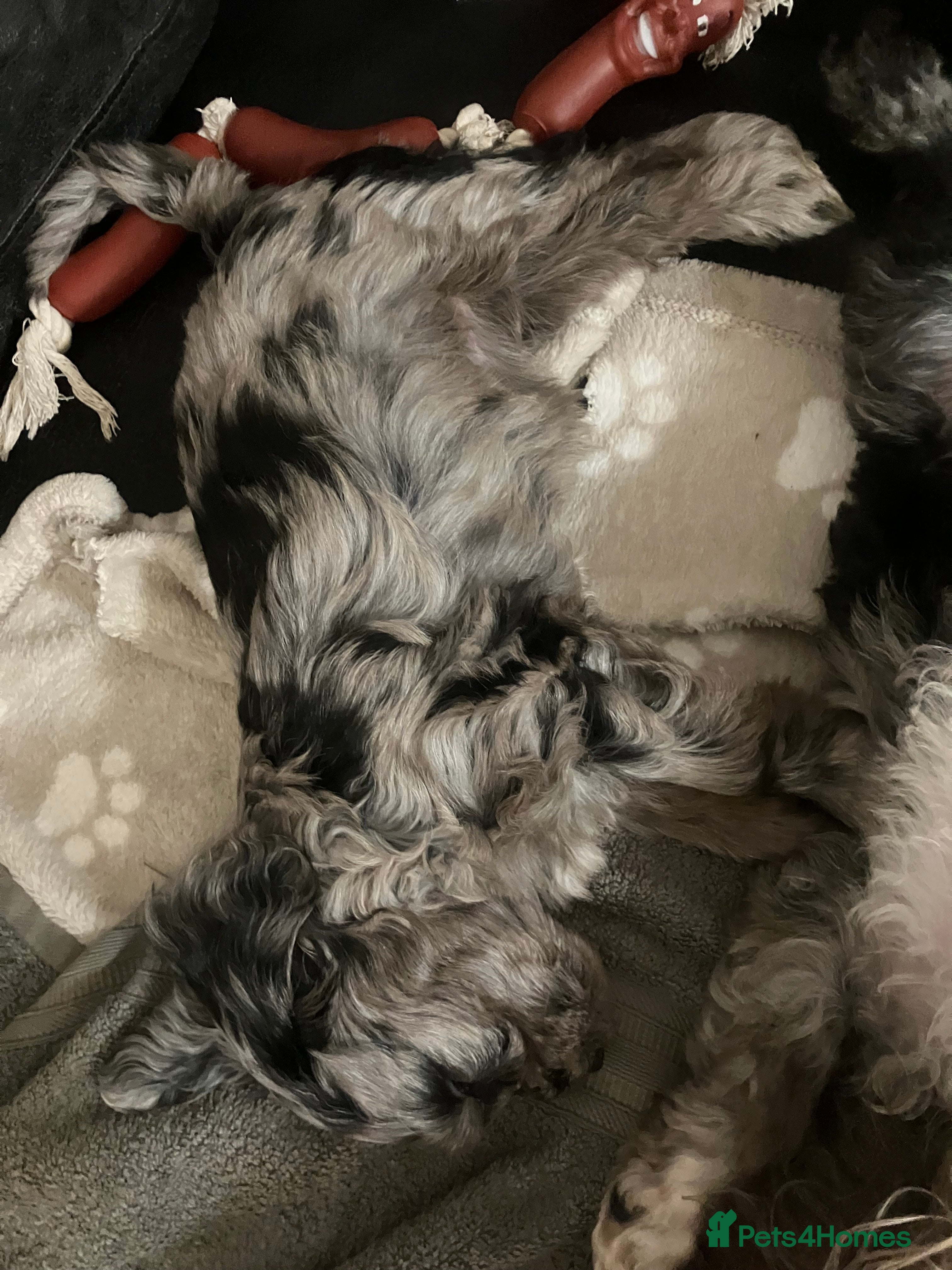 Mixed Breed dogs Cockapoo Merle - Advert 2