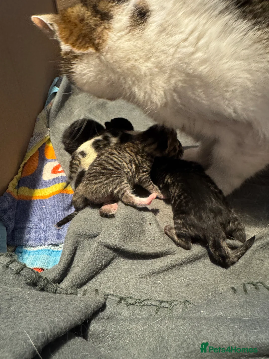 Mixed Breed cats for sale: Beautiful kittens in Chesham - Advert 9