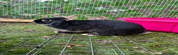 Mini Lop rabbits for sale: Otter Mini Lop Male - Advert 4