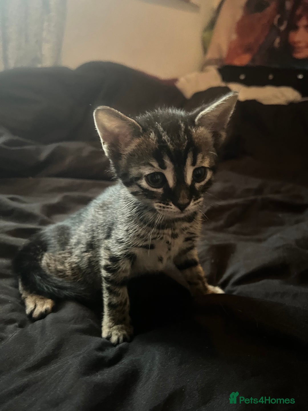 Bengal cats for sale: Half Bengal kittens 1 black majestic  - Advert 13