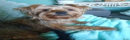 Yorkshire Terrier dogs for sale: ANMACO Yorkshire Terriers KC Ped - Advert 5