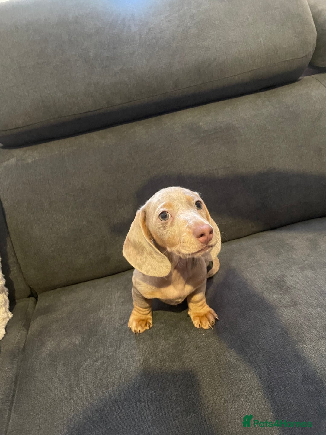 Miniature Dachshund dogs for sale: KCRegistered Miniature SmoothHaired Dachshund Boys - Image 21