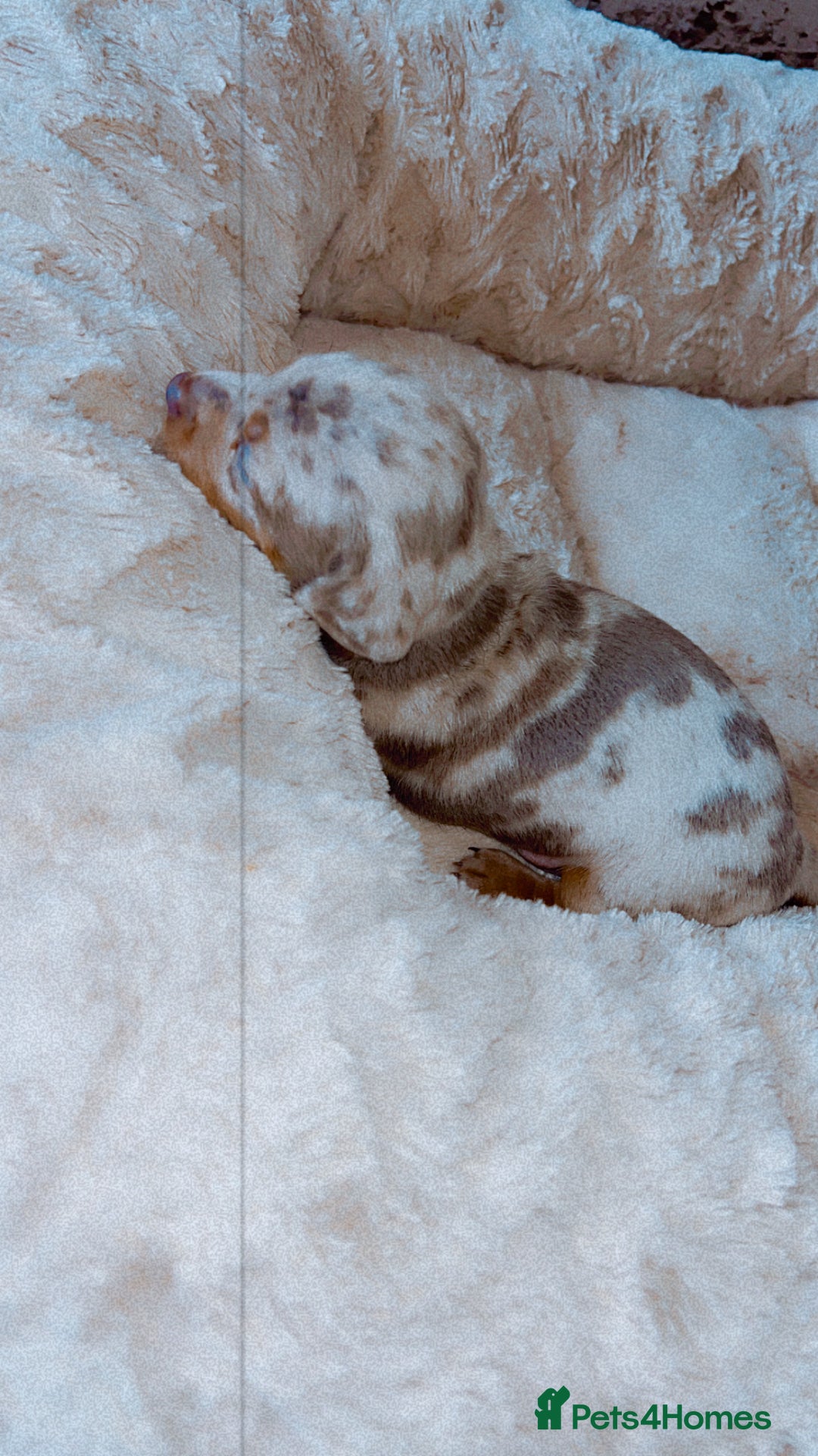 Dachshund dogs for sale: Dachshund  - Image 2