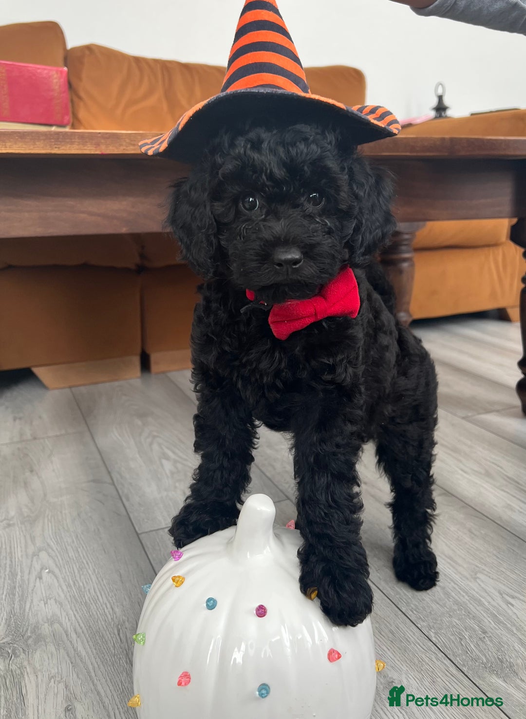 Mini Goldendoodle dogs for sale: A Bundle of Joy F1BB Mini Goldendoodle - Image 25