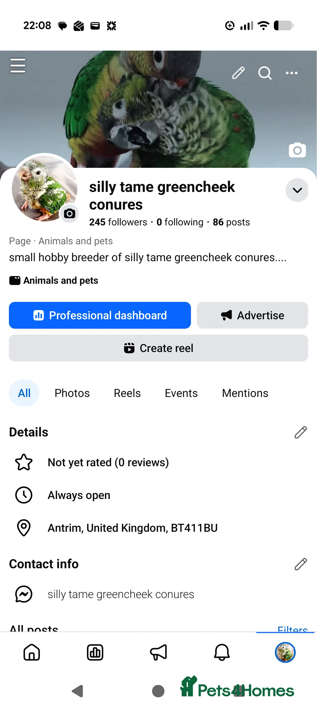 Conures birds for sale: Baby greencheek conure chicks - Advert 12