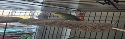Budgerigars birds for sale: Girl and boy budgies - Advert 4