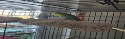 Budgerigars birds for sale: Girl and boy budgies - Advert 4